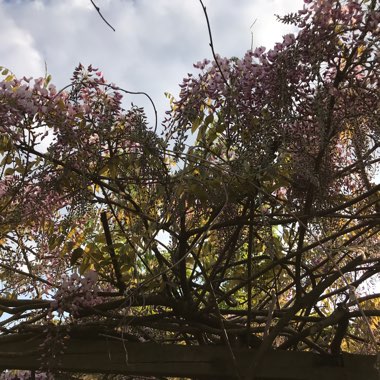 Japanese Wisteria