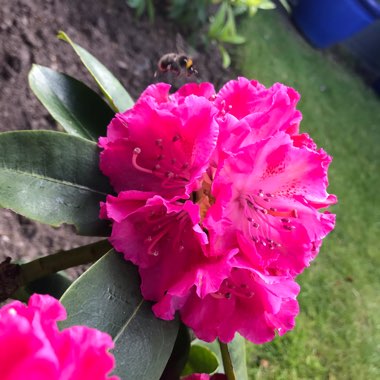 Rhododendron 'Germania'