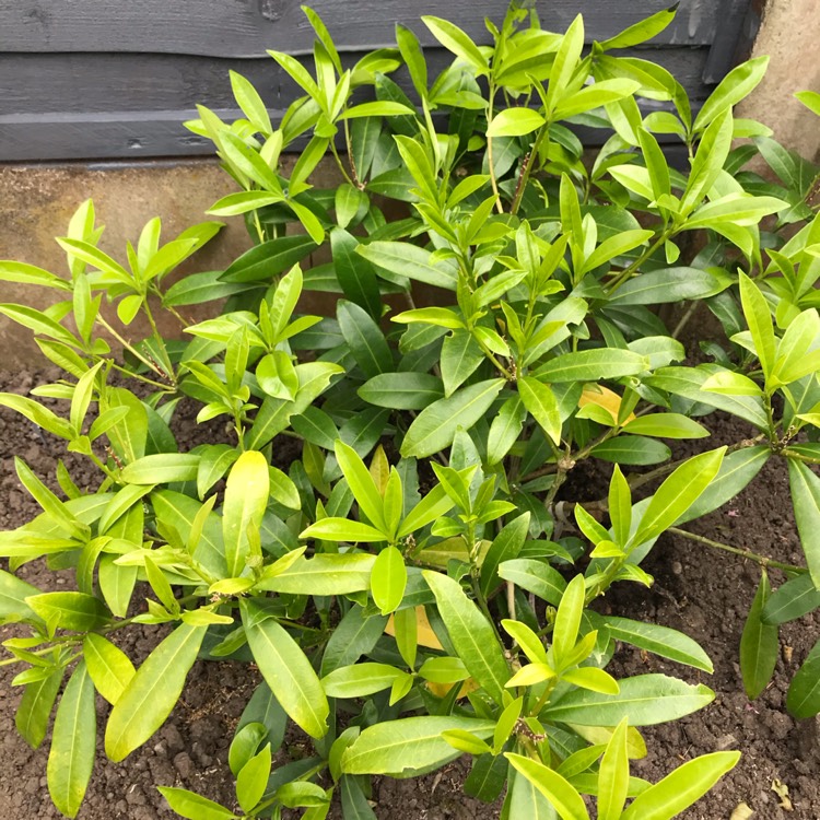 Plant image Skimmia x confusa 'Kew Green'