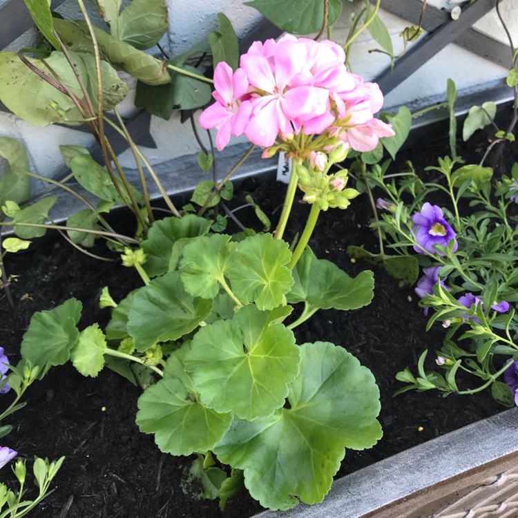 Plant image Pelargonium 'Savannah Hot Pink Sizzle' (Savannah Series)