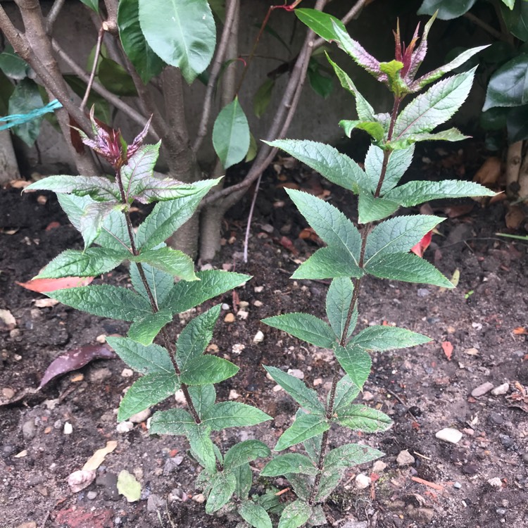 Plant image Veronicastrum virginicum 'Erika'