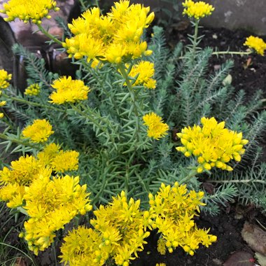 Petrosedum Rupestre Blue Spruce syn Sedum Reflexum