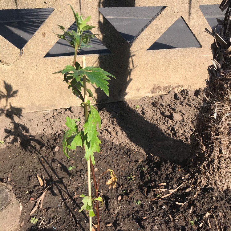 Plant image Aconitum carmichaelii 'Barkers Variety'