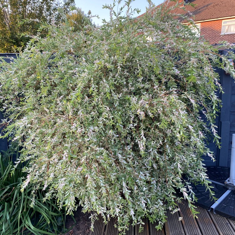 Plant image Salix integra 'Flamingo'