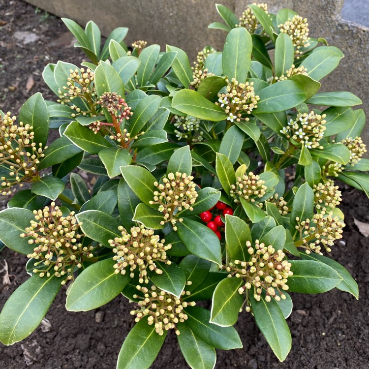 Plant image Skimmia japonica 'Nymans'