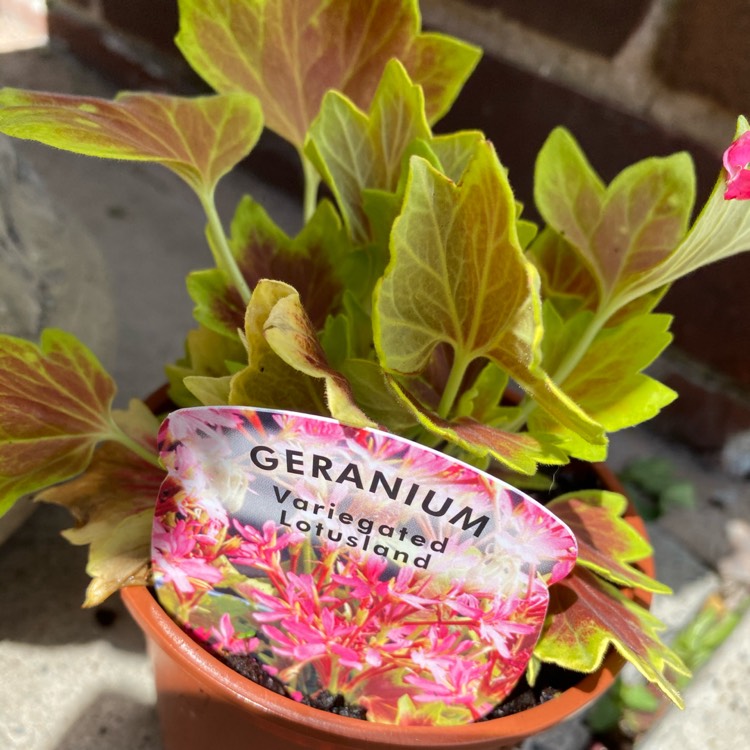 Plant image Pelargonium 'Lotusland'