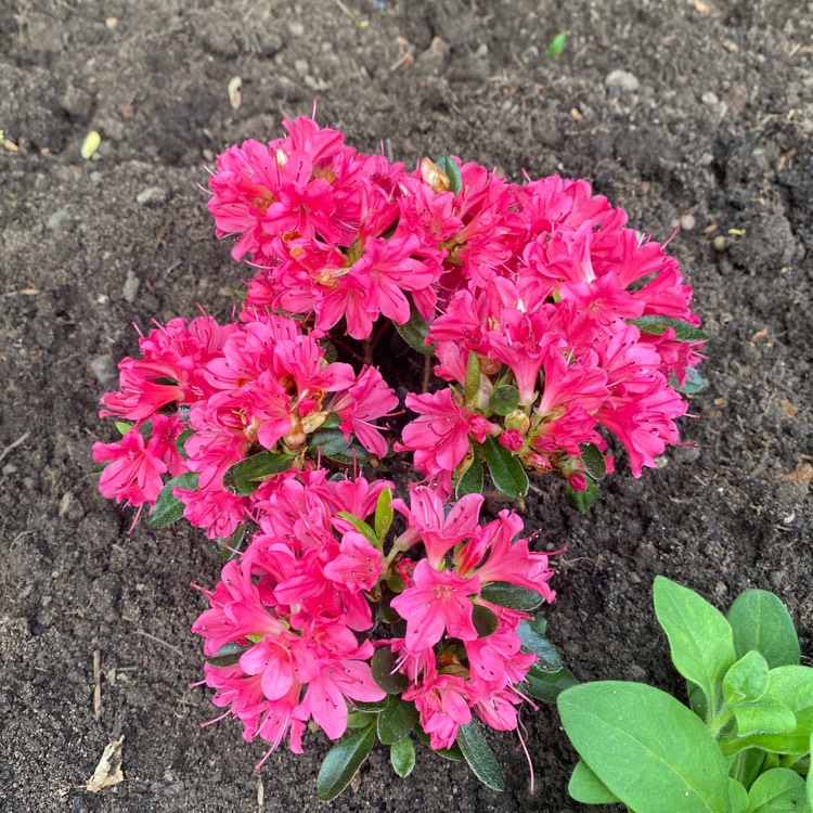 Plant image Rhododendron (Aronense Group) 'Kazuko' syn. Rhododendron 'Geisha Red'