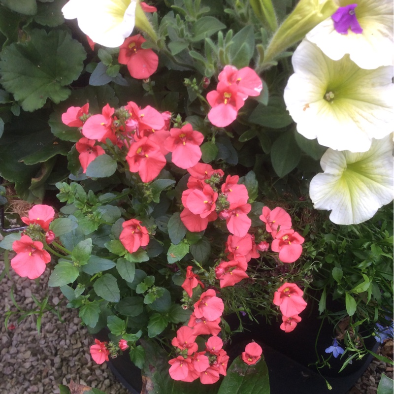 Plant image Diascia 'Sydney Olympics'