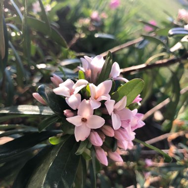 Daphne x transatlantica 'Eternal Fragrance'