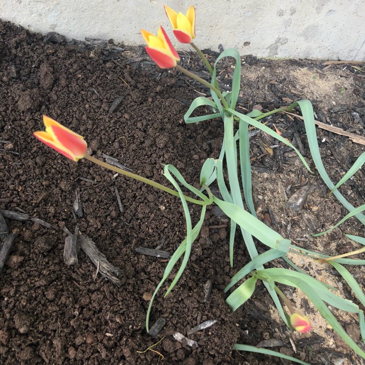 Plant image Tulipa clusiana var. chrysantha