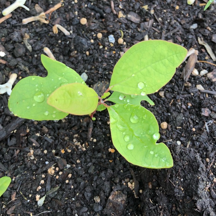 Plant image Sassafras albidum syn. Sassafras officinale syn.  Sassafras variifolium