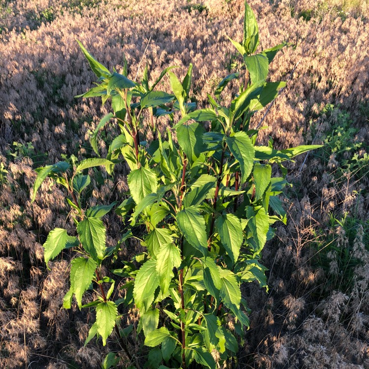 Plant image Ageratina altissima