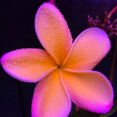 Plumeria