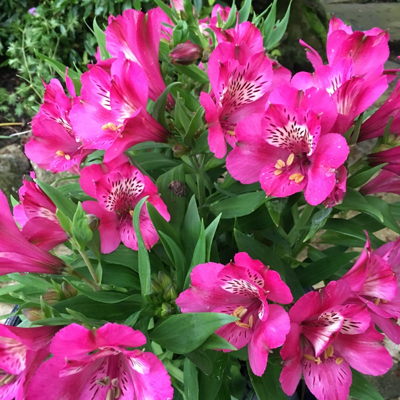 Peruvian Lily 'Inca Mambo'