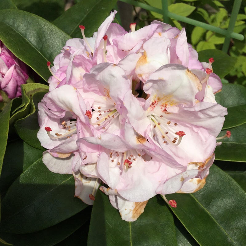 Azalea 'Orange Beauty'