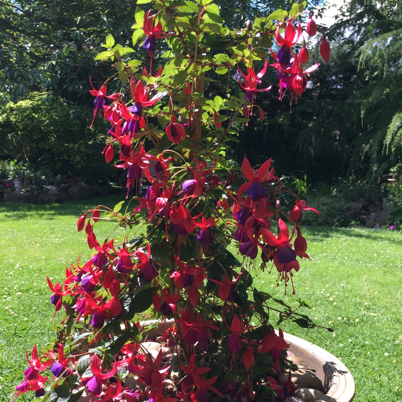 Fuchsia 'Magellanica'