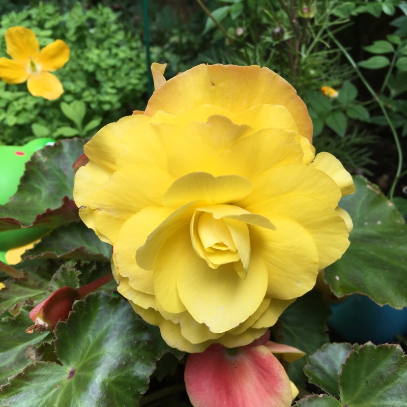 Tuberous Begonia 'Nonstop Mix'