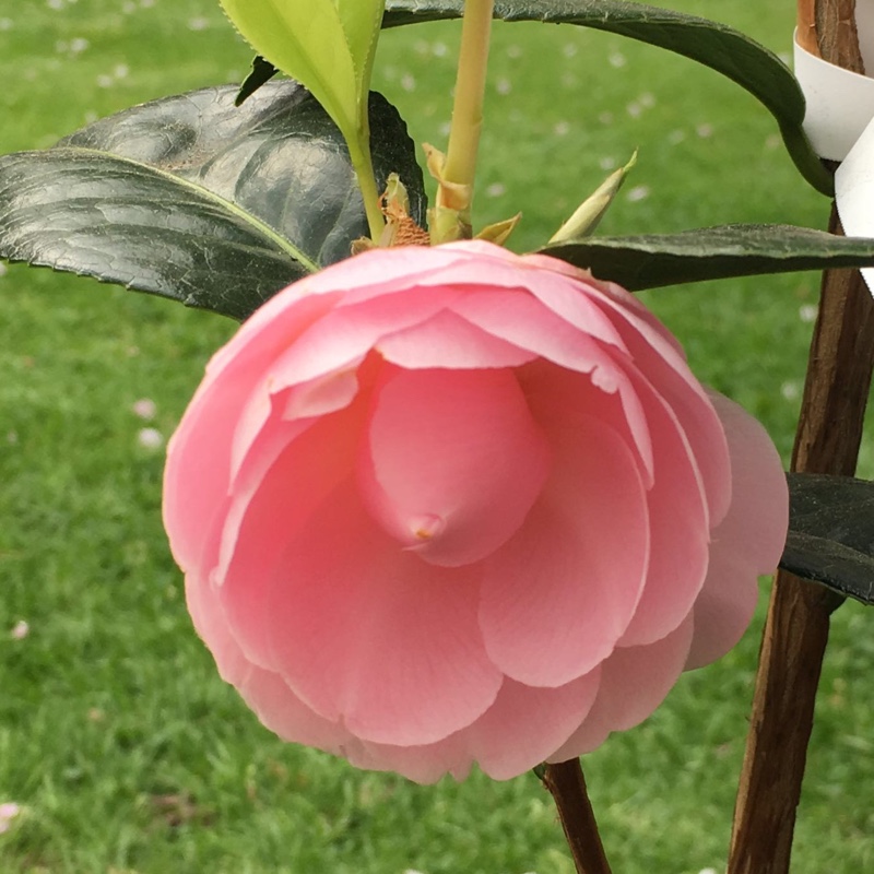 Plant image Camellia x williamsii 'Anticipation'