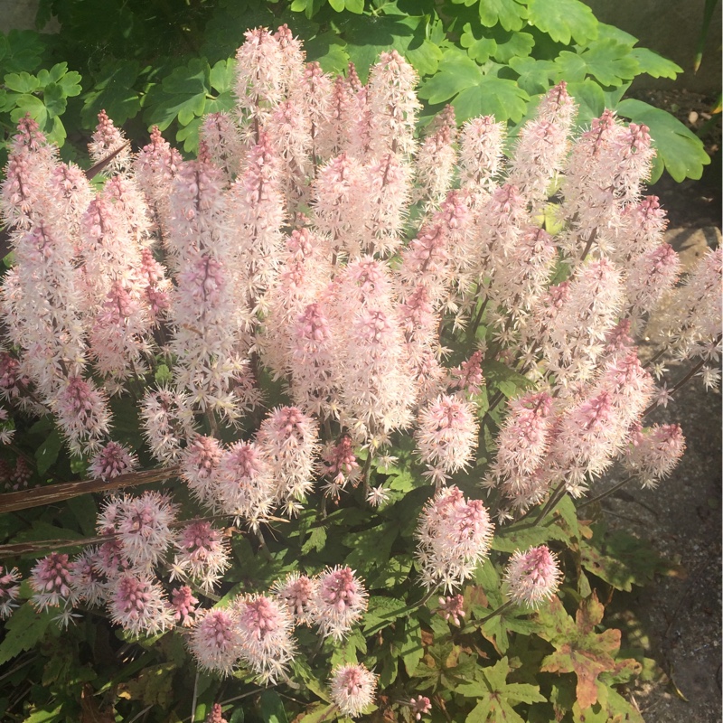 Plant image Tiarella 'Angel Wings' (Fox Series)