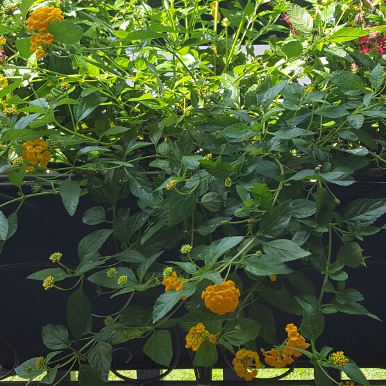 Plant image Lantana camara 'New Gold'