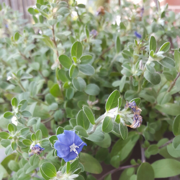 Plant image Evolvulus glomeratus