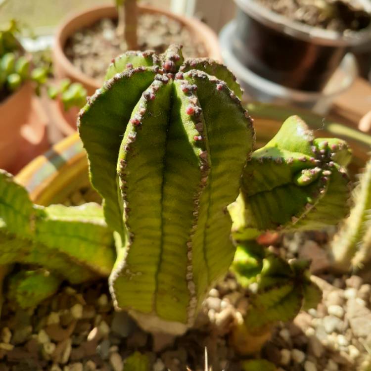 Plant image Euphorbia anoplia