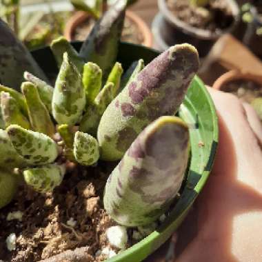 Adromischus Cooperi var. Festivus