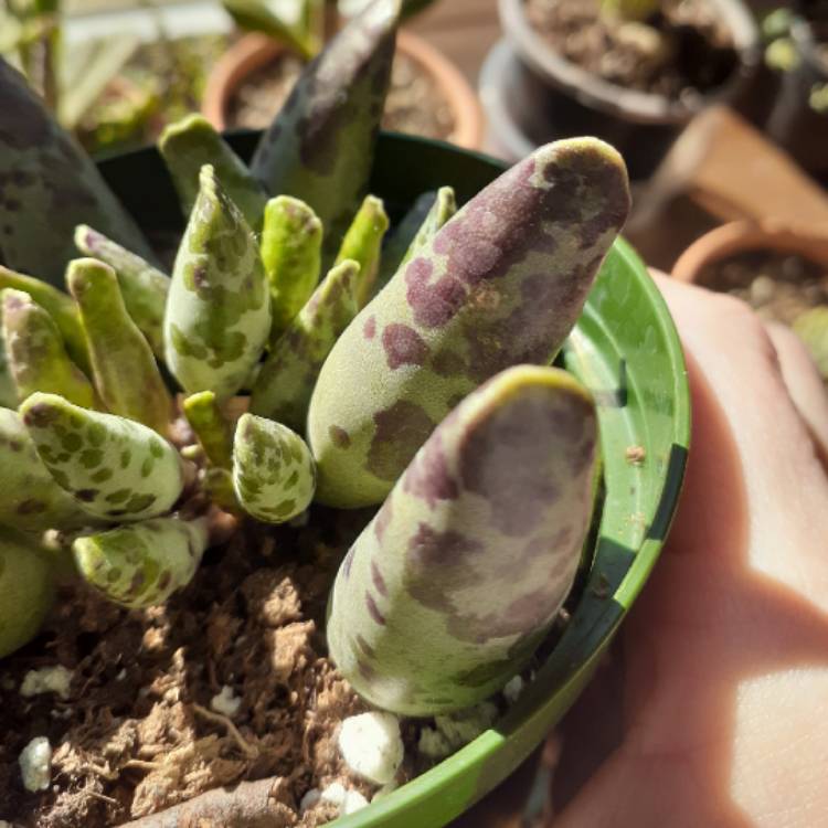 Plant image Adromischus Cooperi var. Festivus