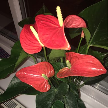 Anthurium (Andraeanum Group)  syn. Anthurium andraeanum