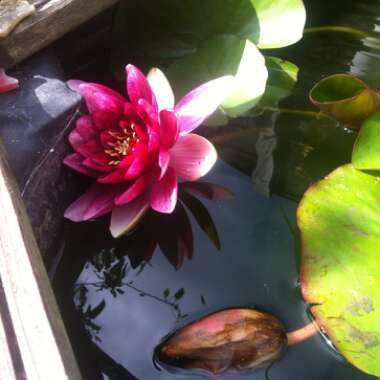 Water Lily