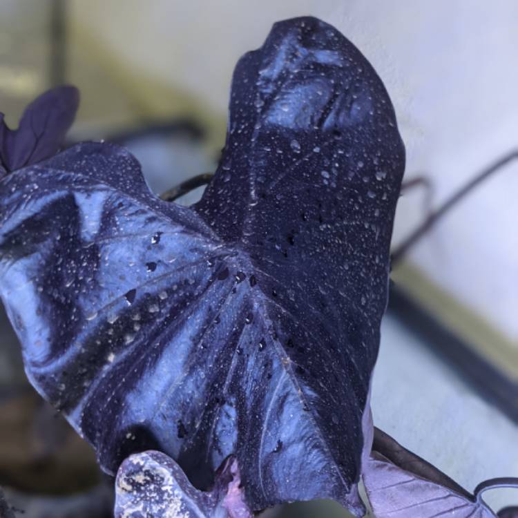 Plant image Colocasia esculenta 'Electric Blue Gecko' (Gecko Series)