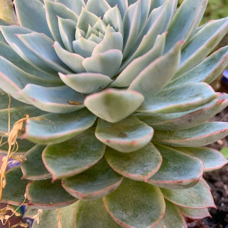 plant image 1428012