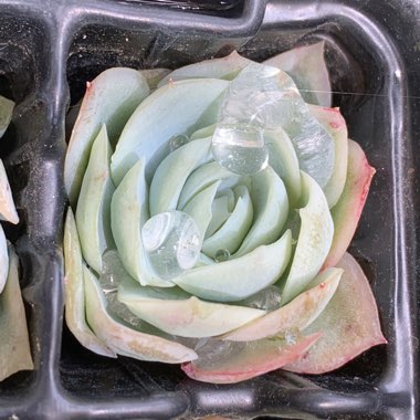 Echeveria