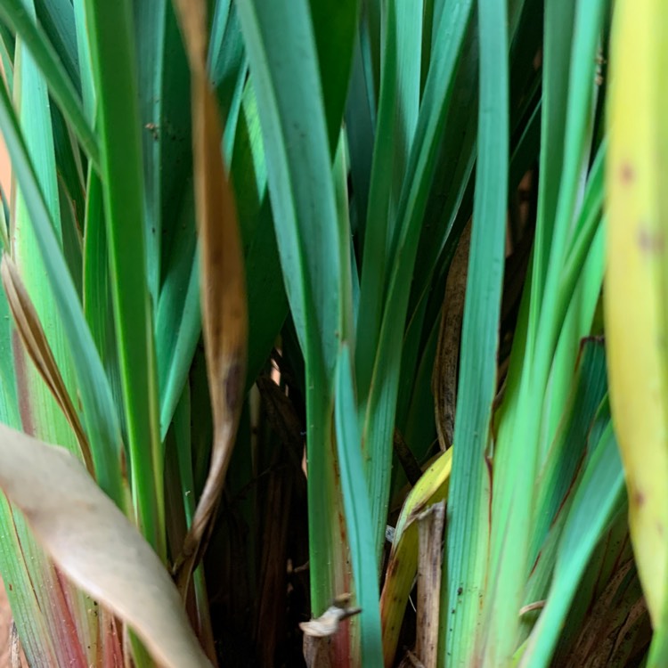 Plant image Dianella 'Clarity Blue™'