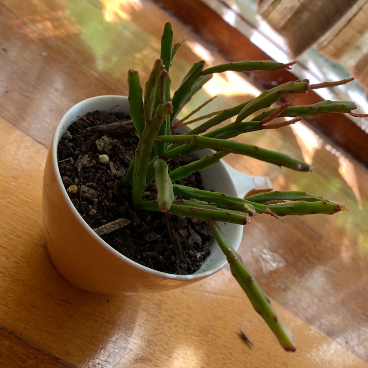 Plant image Rhipsalis sulcata