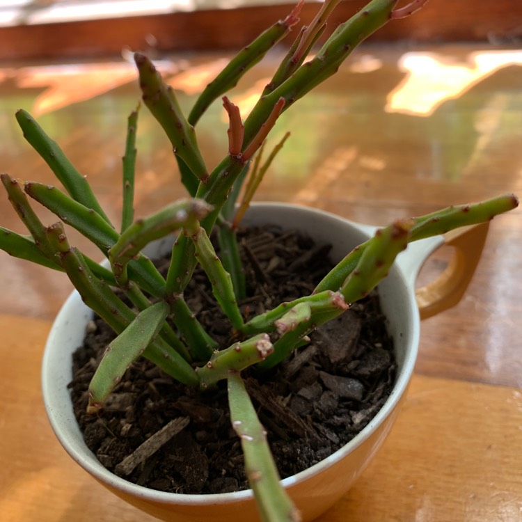 Plant image Rhipsalis sulcata