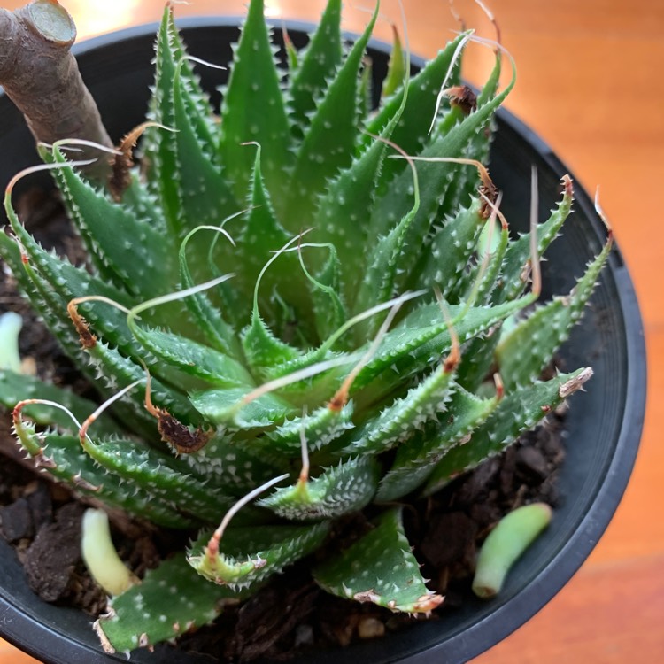 Plant image Haworthia arachnoidea