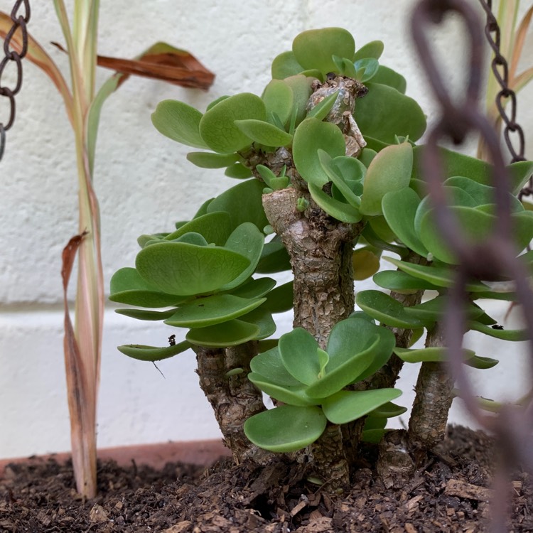 Plant image Portulaca Molokiniensis 