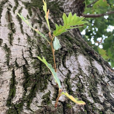 Quercus Macrocarpa 