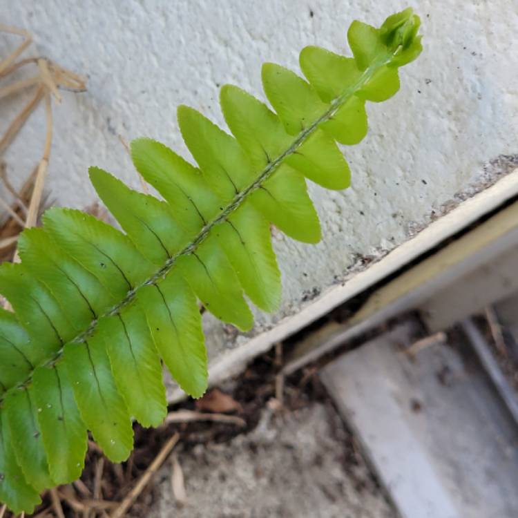 Plant image Nephrolepis cordifolia