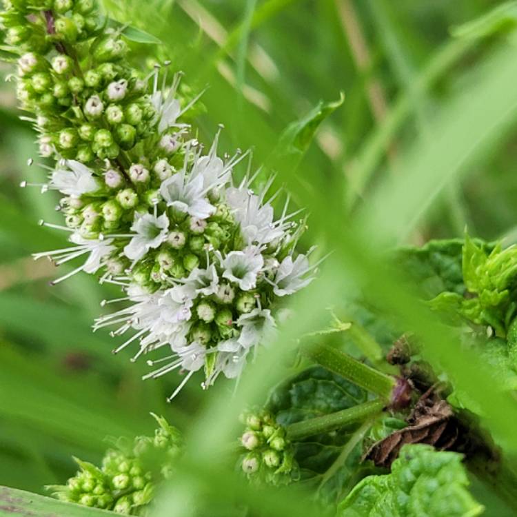 Plant image Mentha spicata 'Spanish'