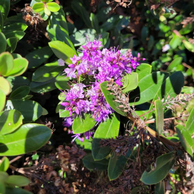 Plant image Hebe franciscana 'Blue Gem'