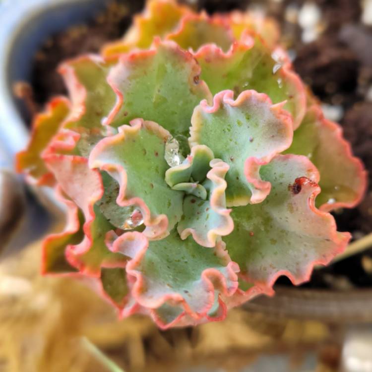 Plant image Echeveria Curls