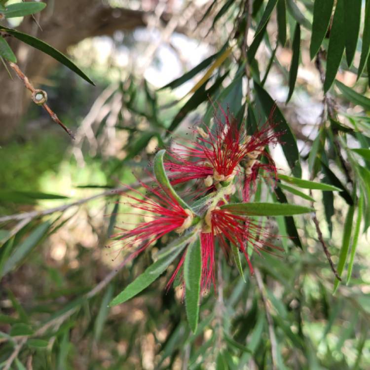 Plant image Callistemon Laevis