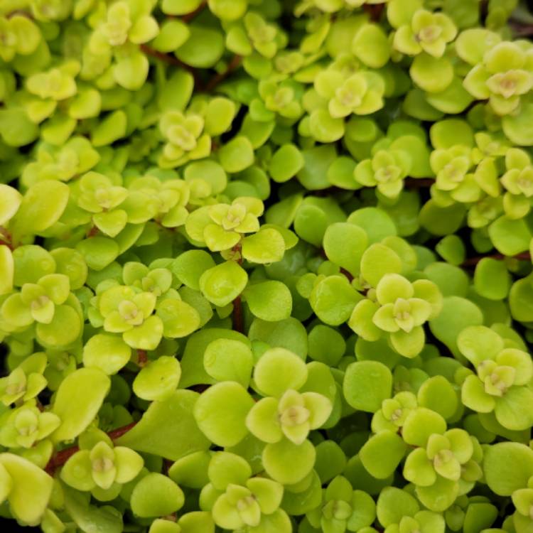 Sedum Ogon, - uploaded by @boni-plant