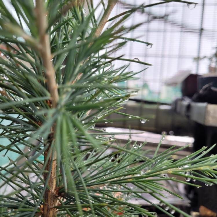 Plant image Pinus pinea 'Silver Crest'