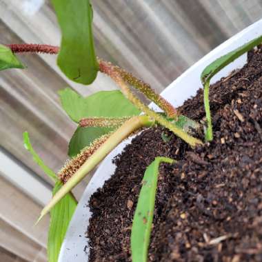 Philodendron Squamiferum