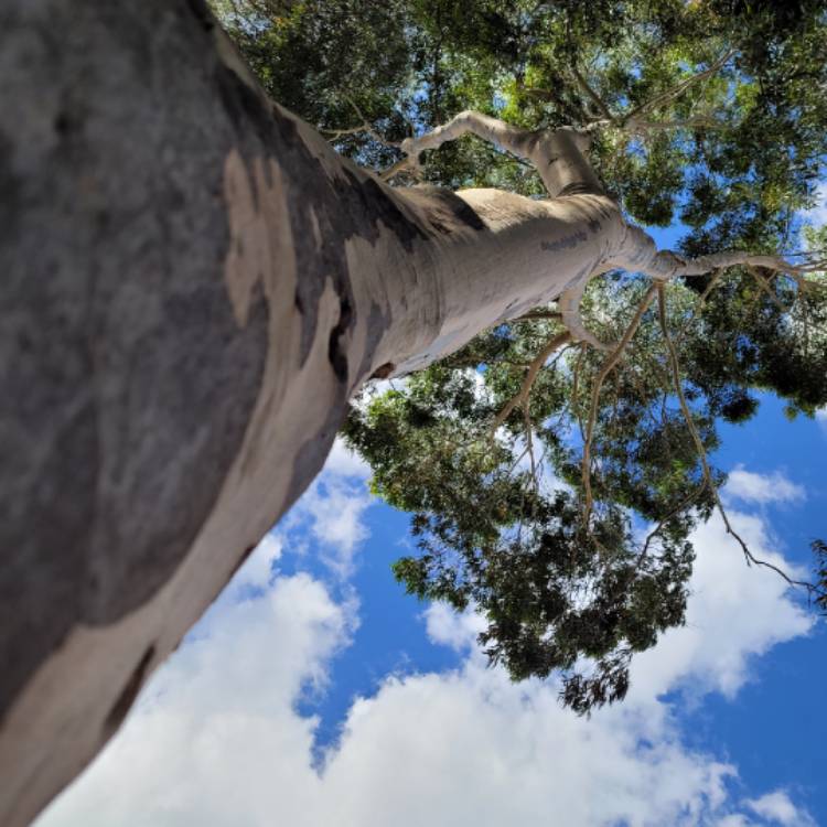 Plant image Eucalyptus