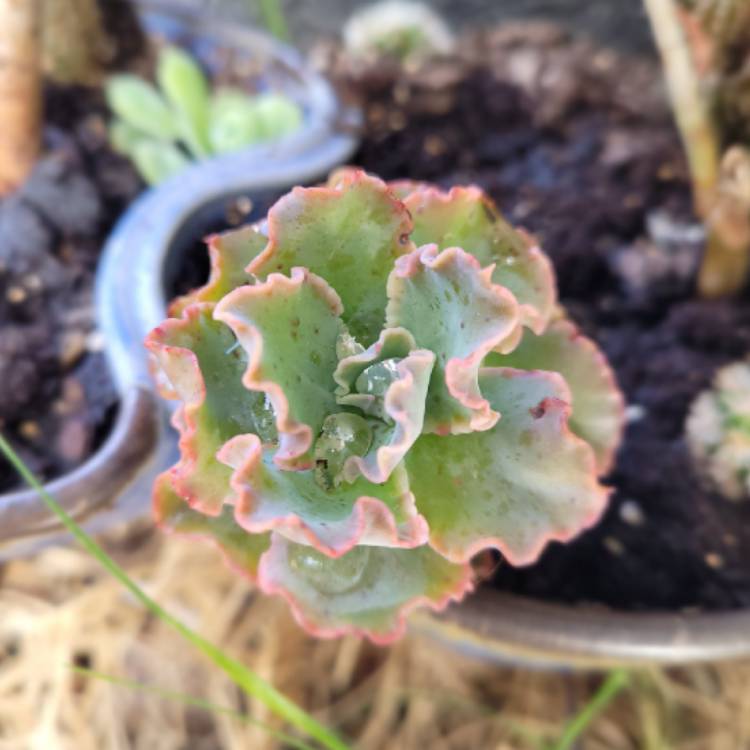 Plant image Echeveria Curls