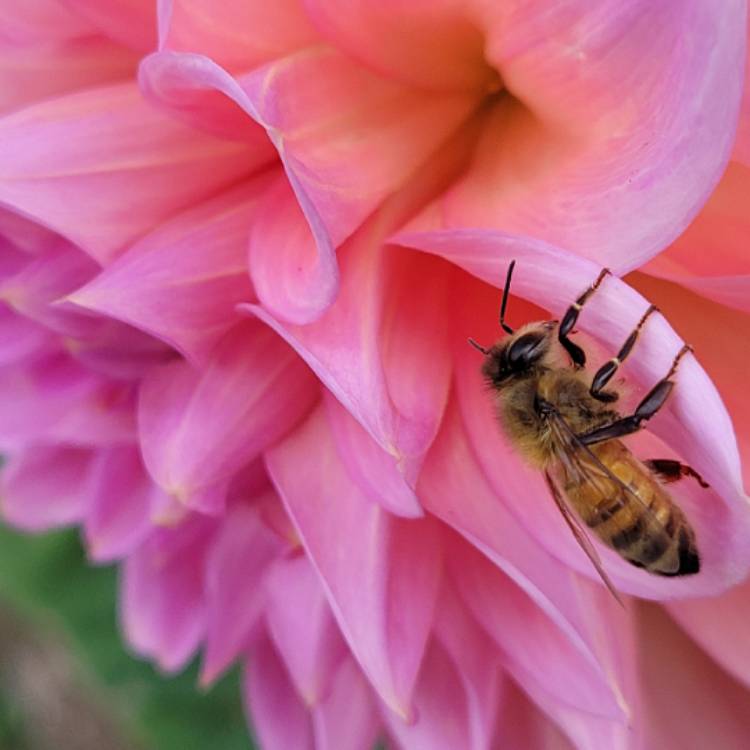 Plant image Dahlia 'Bacardi'